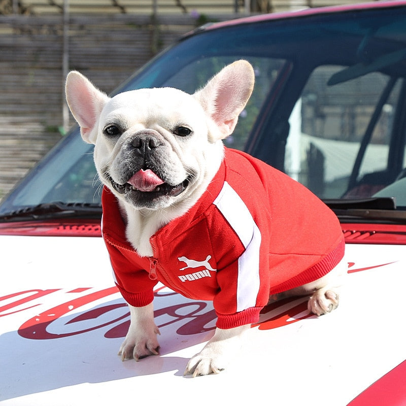 Warm and Stylish Winter Dog Jacket for Small and Medium Dogs
