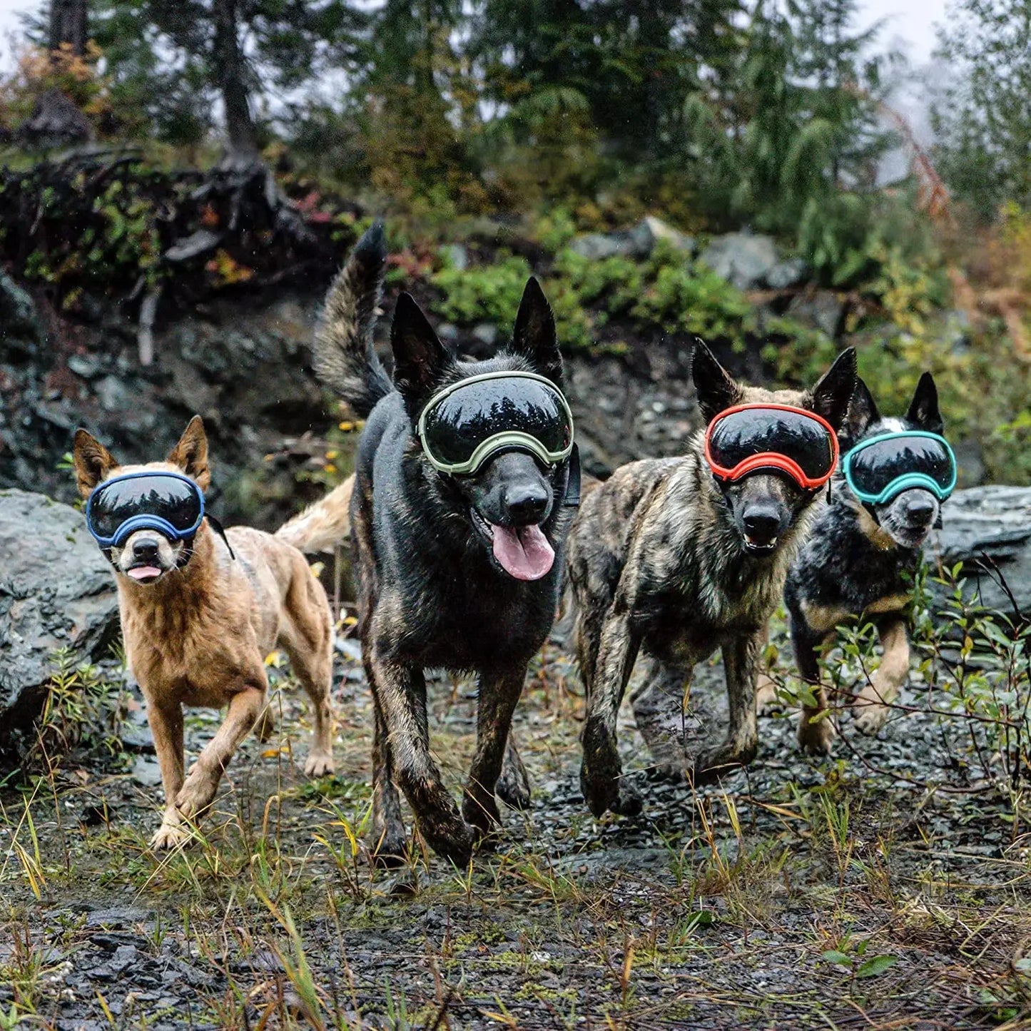 Protective Dog Goggles: Anti-UV, Impact Resistant, and Breathable