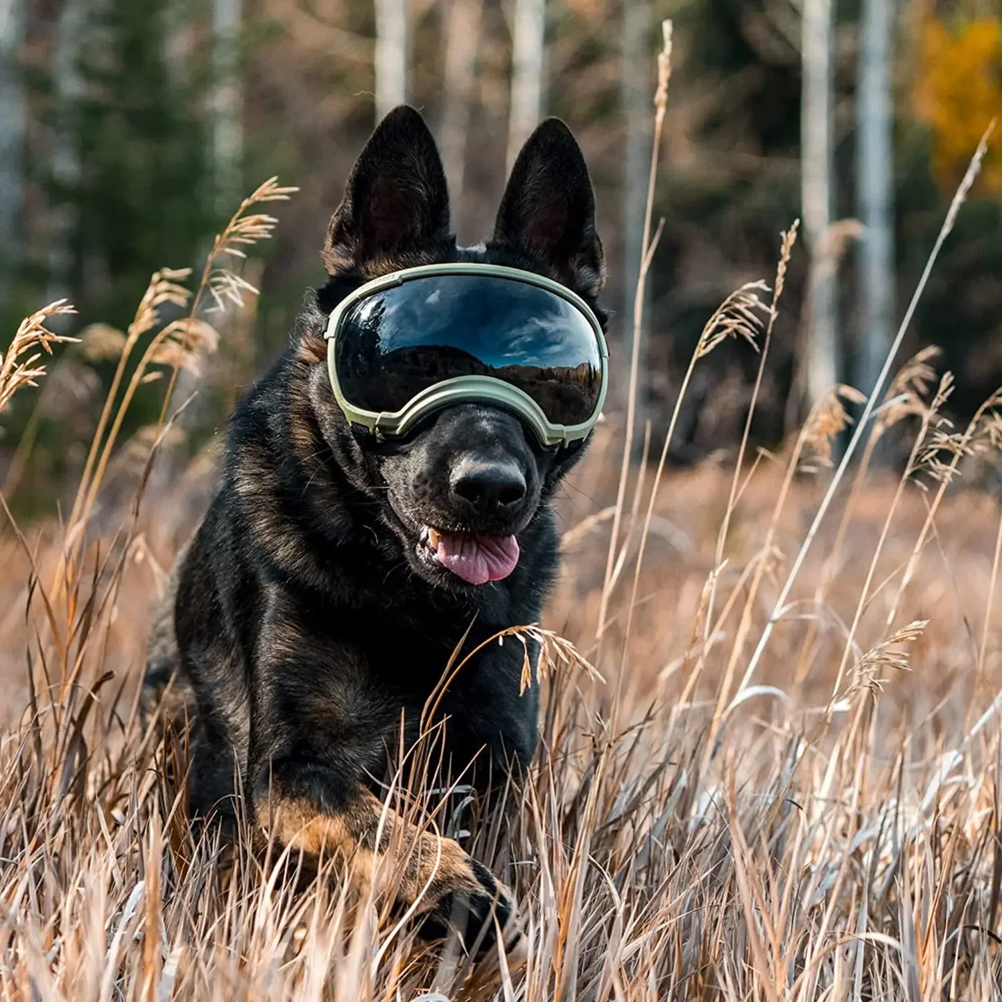 Protective Dog Goggles: Anti-UV, Impact Resistant, and Breathable