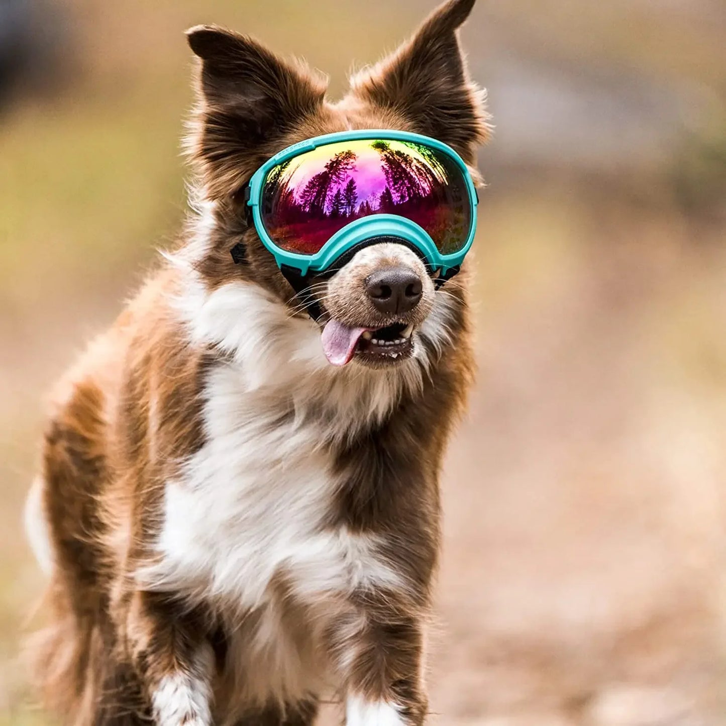 Protective Dog Goggles: Anti-UV, Impact Resistant, and Breathable
